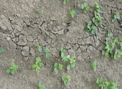 モグラによるエビスクサ畑の被害