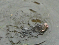 モグラの水泳（水遊び）