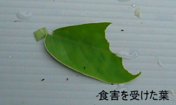シャクトリムシの食害の葉の状態