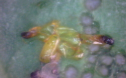トホシクビボソハムシの孵化