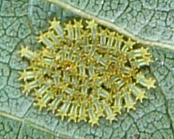 ヒロヘリアオヒラガ幼虫コロニー