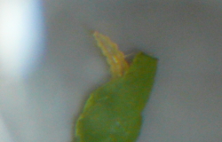 アシグロハモグリバエの幼虫