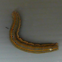 ナカジロシタバ幼虫（全身）
