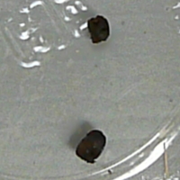 ナカジロシタバ幼虫の糞