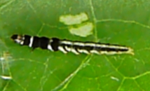 イモキバガの幼虫