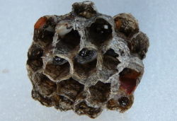 スズメバチ（女王蜂）の巣作り